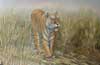 Grass Tiger 24x36